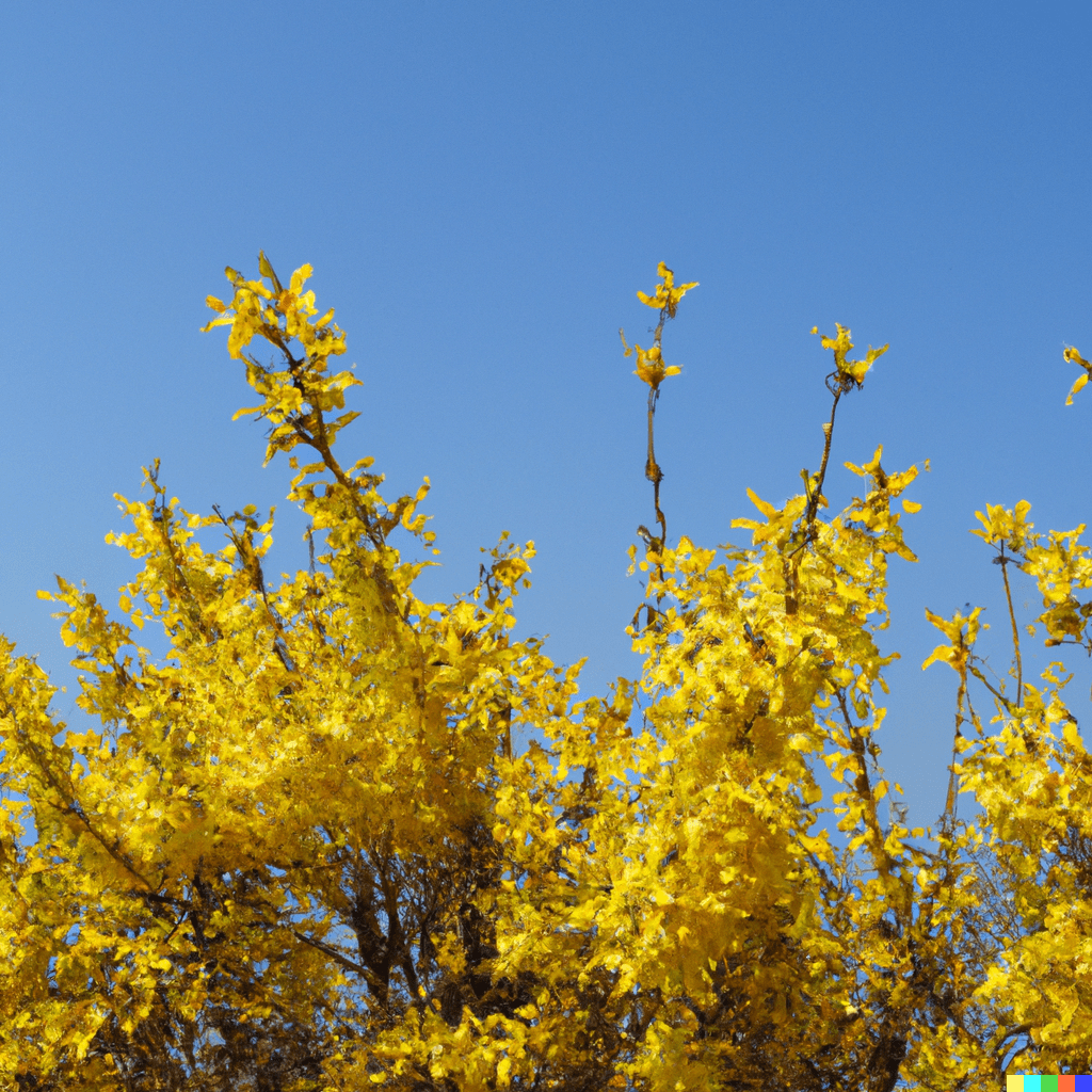 forsythia